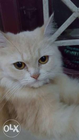 Persian cat.8 months old. No Disease.