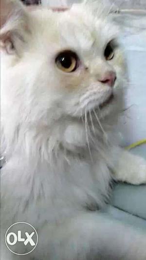 Persian cat 8 months old male also exchange with