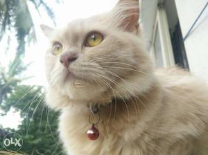 Persian cat, Male, 12months old, very homely and
