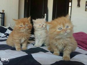 Persian cat and kittens available for sale