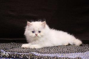 Persian cat blue eyes male female faun colour available