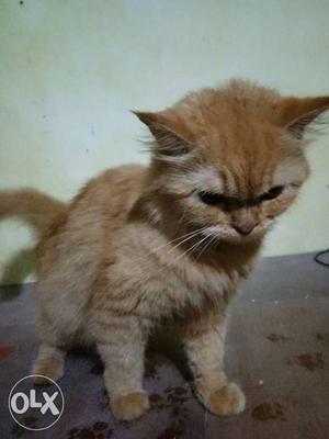 Persian cat for sale...female 2 yrs, want to sell