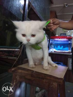 Persian cat for sale interested buyer contact me