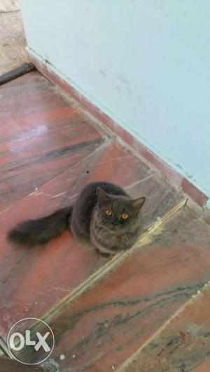 Persian cat grey colour male