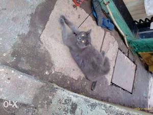 Persian cat in very cheapest price its rely very