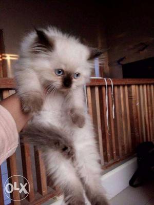 Persian cat kitten sale