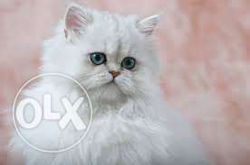 Persian cat kitten sale free sale in delhi
