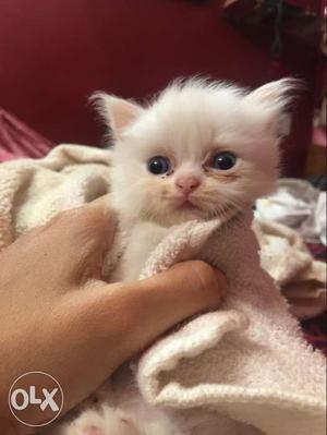Persian cat kittens available for selling
