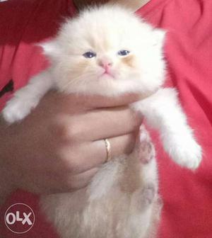 Persian cat kittens available,good quality cat