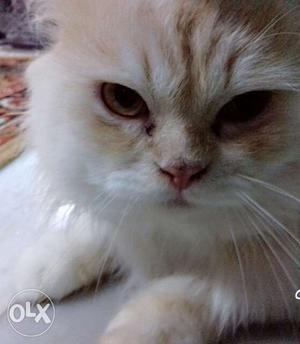 Persian cat male 8 month's old semi punch face in good