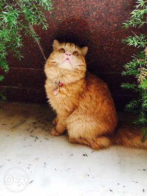 Persian cat male semi punch face very active 6 months old