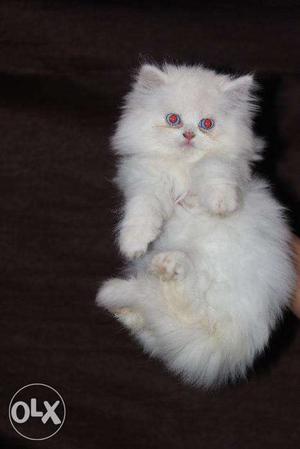 Persian cat white male female blue eyes