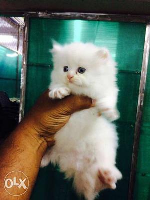 Persian cats and kittens good quality avaible for