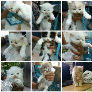 Persian cute Kittens available  rs each