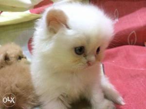 Persian doll faced kitten's for sale