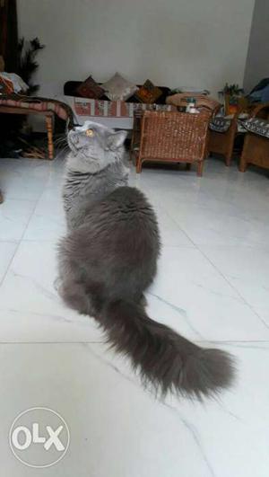 Persian grey male cat, 3 years old