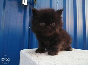 Persian kitten semi punch long fluffy hair