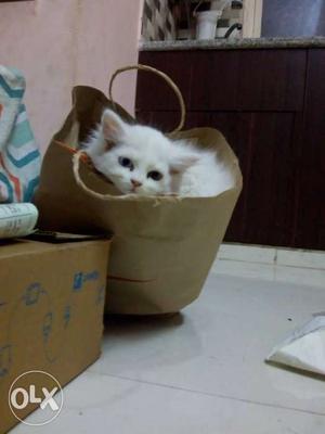 Persian kitten white