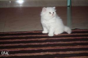 Persian kittens available white is male n golden
