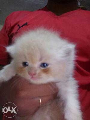 Persian kittens for sale good quality kittens