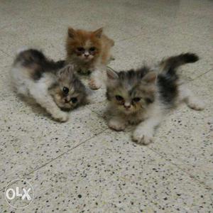 Persian semi-punch face kittens brown n white (male)