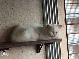 Persian semi punch female for sale in mumbai rs