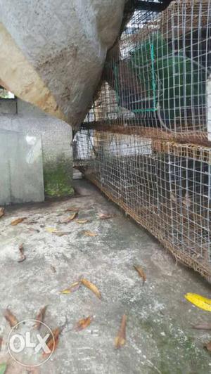 Pet cage in kozhikode kuttikkattooor