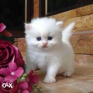 Plz Dont Buy Mix Persian Kitten Ita Real And Original Breed