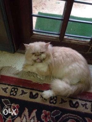 Pure Persian Cat