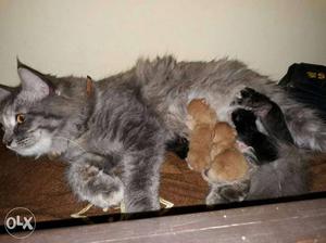Pure Persian cat 5 babies with the cat free if