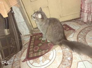 Pure Persian cat Grey male