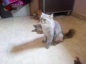 Pure Persian cat female 15 month old