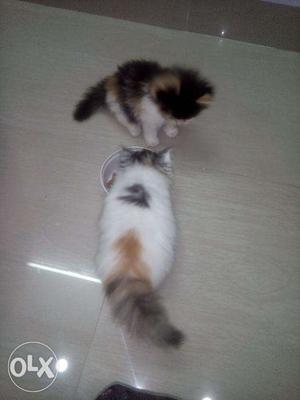 Pure Persian long hair kittens. Heavybone,litter