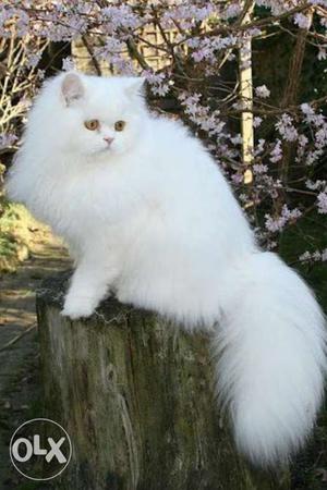 Pure White Parisian Cat Female 1year old for sale Cont:
