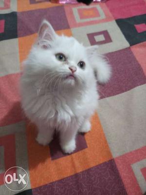 Pure breed white Persian kitten. 2 months old,