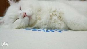 Pure white persian cat..