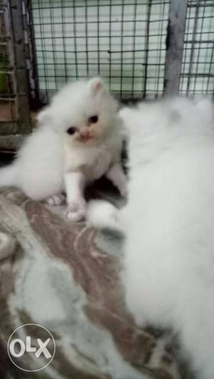 Pure white persian kittens available and other