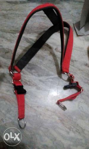 Red And Black Dog belt