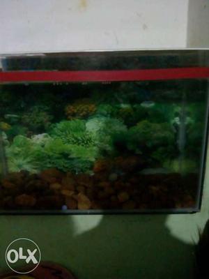 Ref Framed Fish Tank