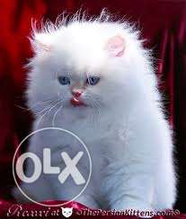 Show quality good quality Persian cat kitten sale