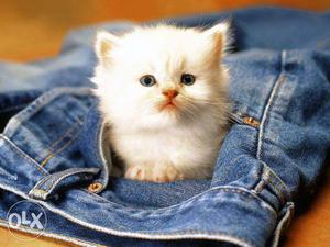 Show quality good quality Persian cat kitten sale in udaipur