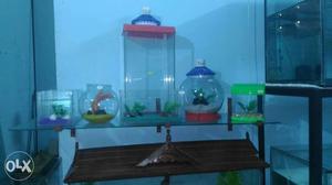 Small aquariums for sale