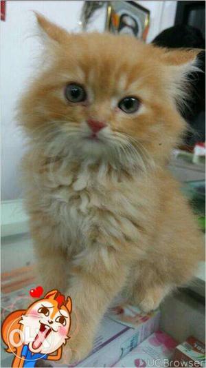 So nice persian kitten for sale in etawah