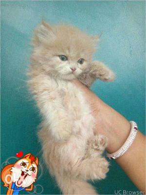 So nice persian kitten for sale in pathankot