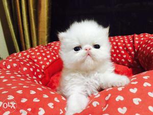 So nice very active persian kitten for sale in firozabad