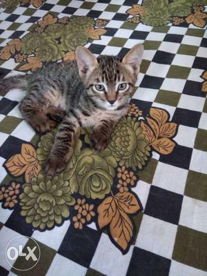 Striped Tabby Kitty With Good Breed and Smooth
