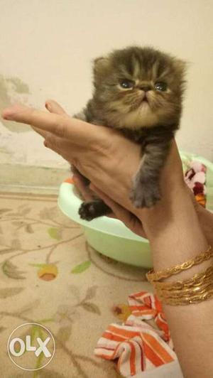 Tabby pure persian cat
