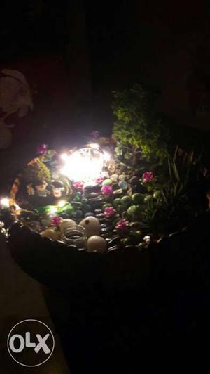 Terranium 2Succlants and 1Plant and Light