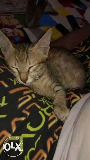This kitten is 2 months old and needs a home