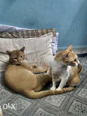 Two Orange-and-white Tabby Cats